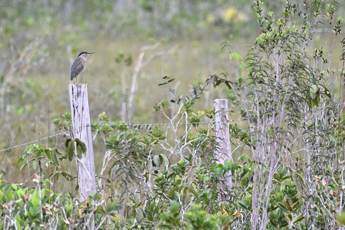 Striated Heron - ML646499526