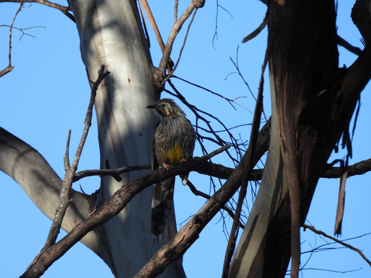 laločnatka tasmánská - ML646499527