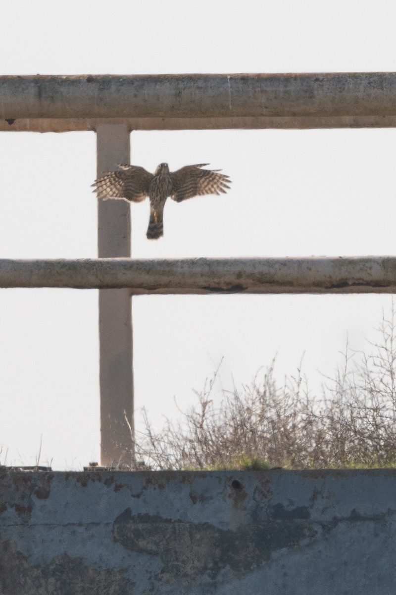 Cooper's Hawk - ML646499528