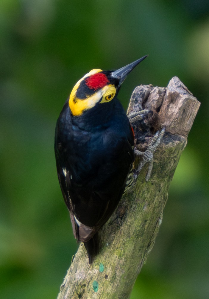 Yellow-tufted Woodpecker - ML646499529