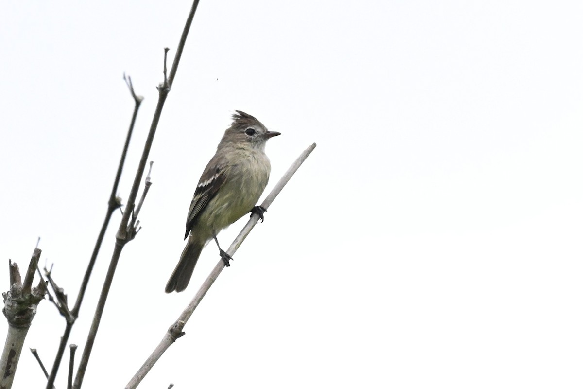 Plain-crested Elaenia - ML646499530