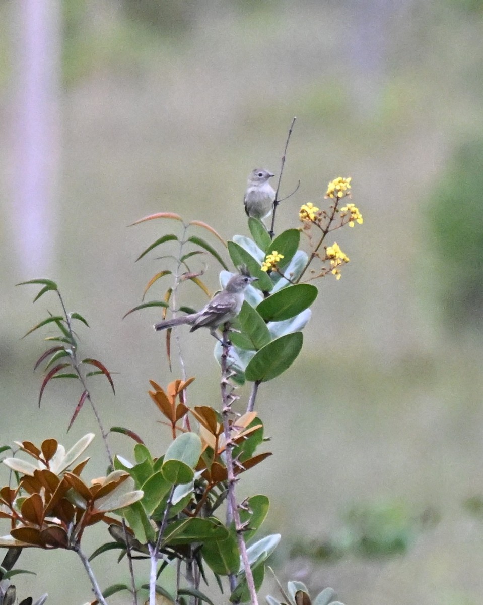 Plain-crested Elaenia - ML646499531