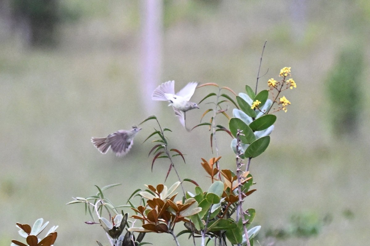 Plain-crested Elaenia - ML646499532
