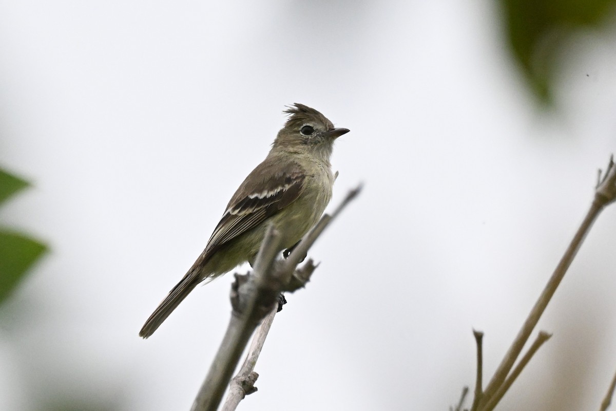 Plain-crested Elaenia - ML646499533