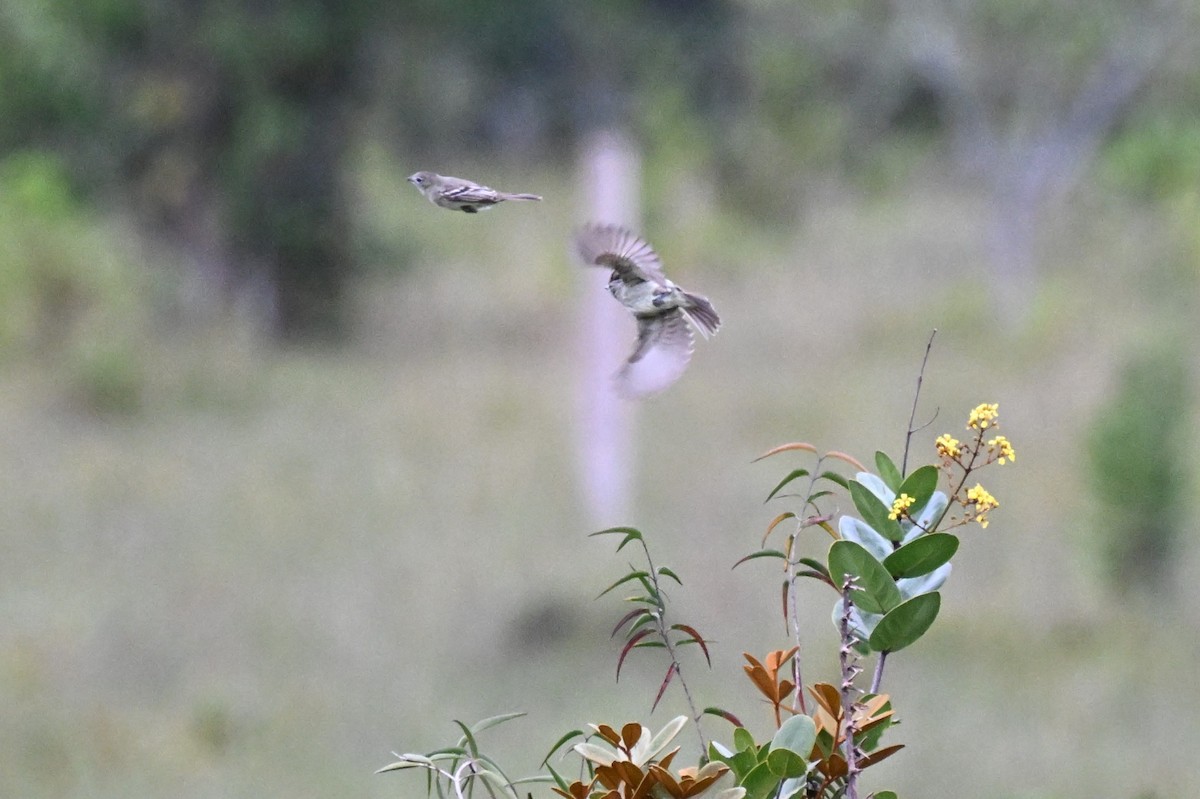 Plain-crested Elaenia - ML646499534