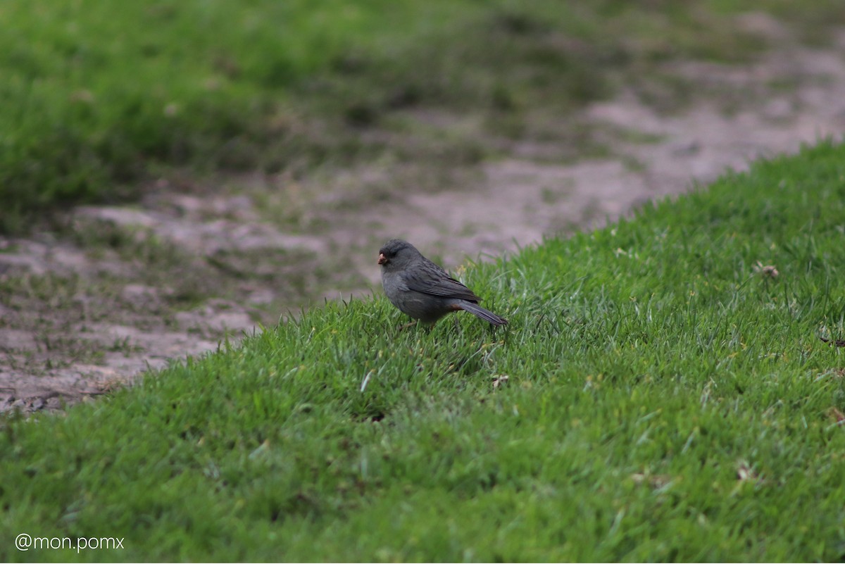 Plain-colored Seedeater - ML646499535