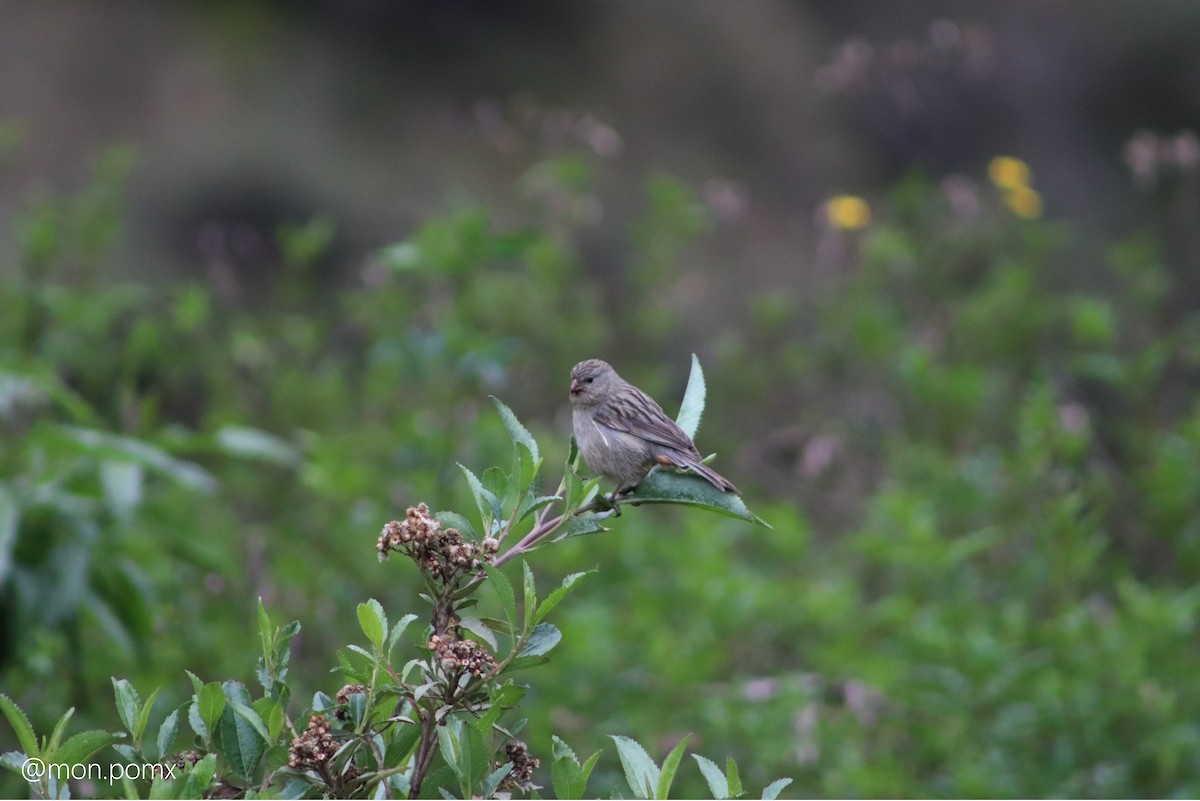 Plain-colored Seedeater - ML646499536
