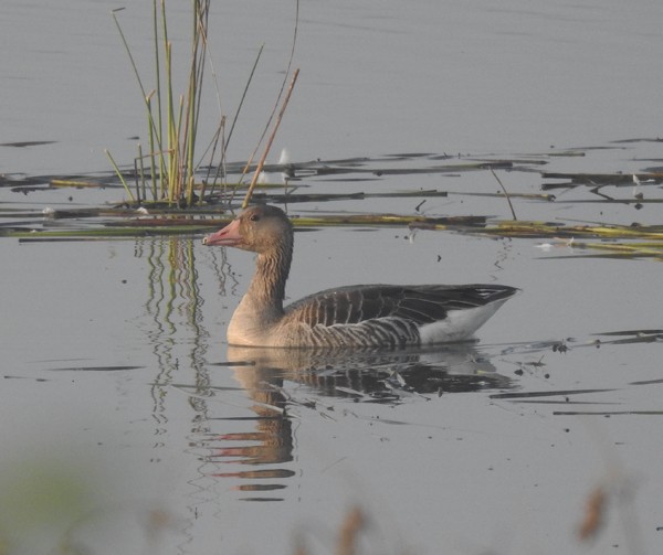 Boz Kaz - ML646499537