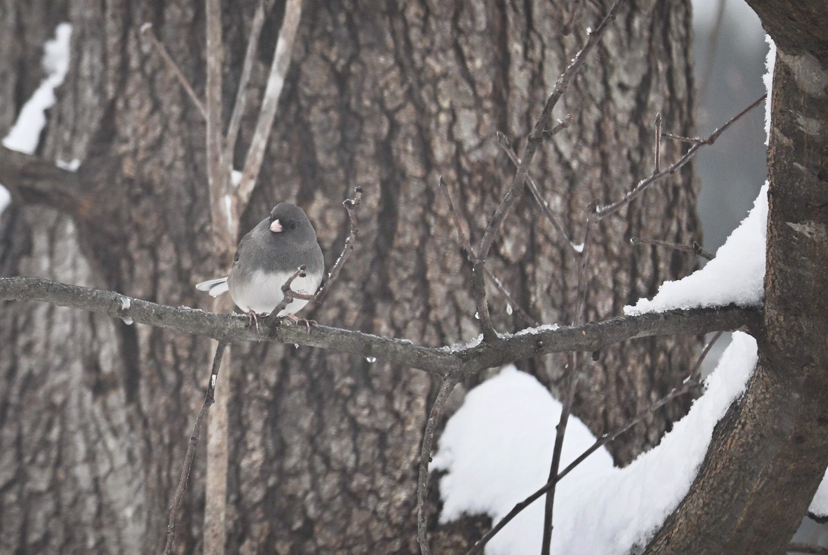 Dark-eyed Junco - ML646499538