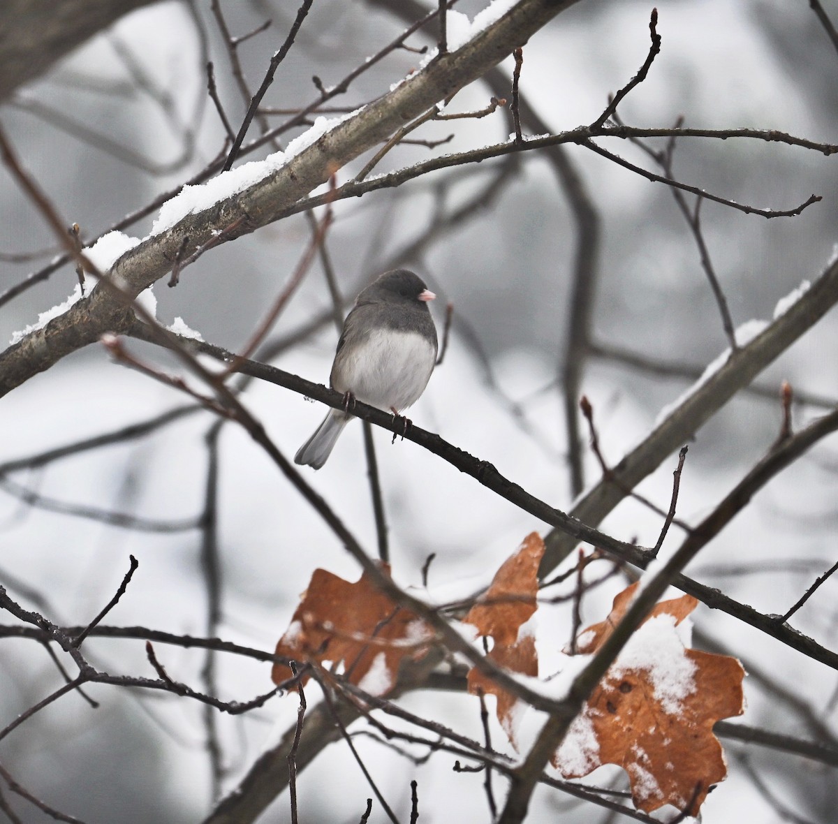 Dark-eyed Junco - ML646499540