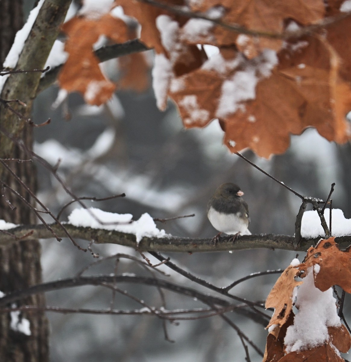 Dark-eyed Junco - ML646499541