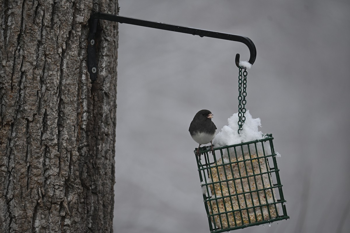 Dark-eyed Junco - ML646499542