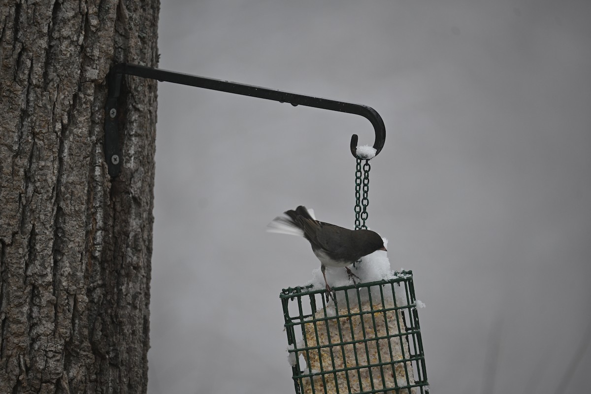 Dark-eyed Junco - ML646499543