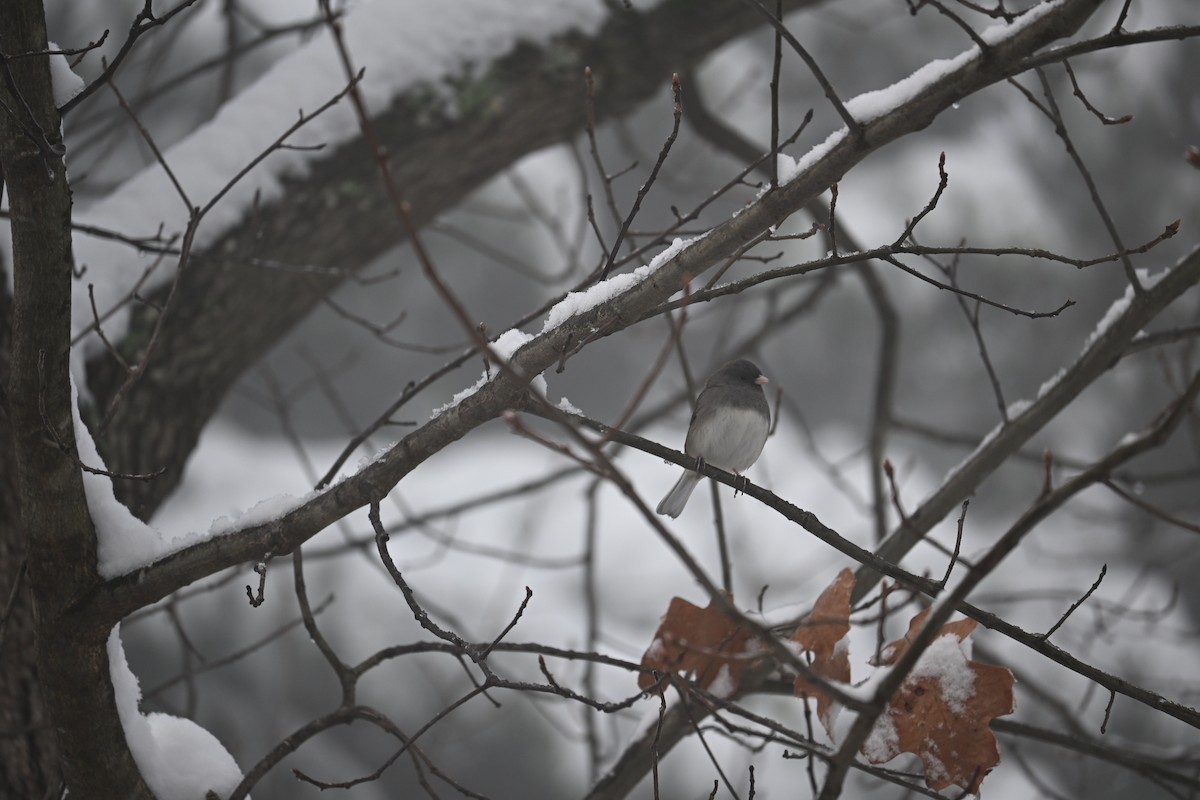 Dark-eyed Junco - ML646499544