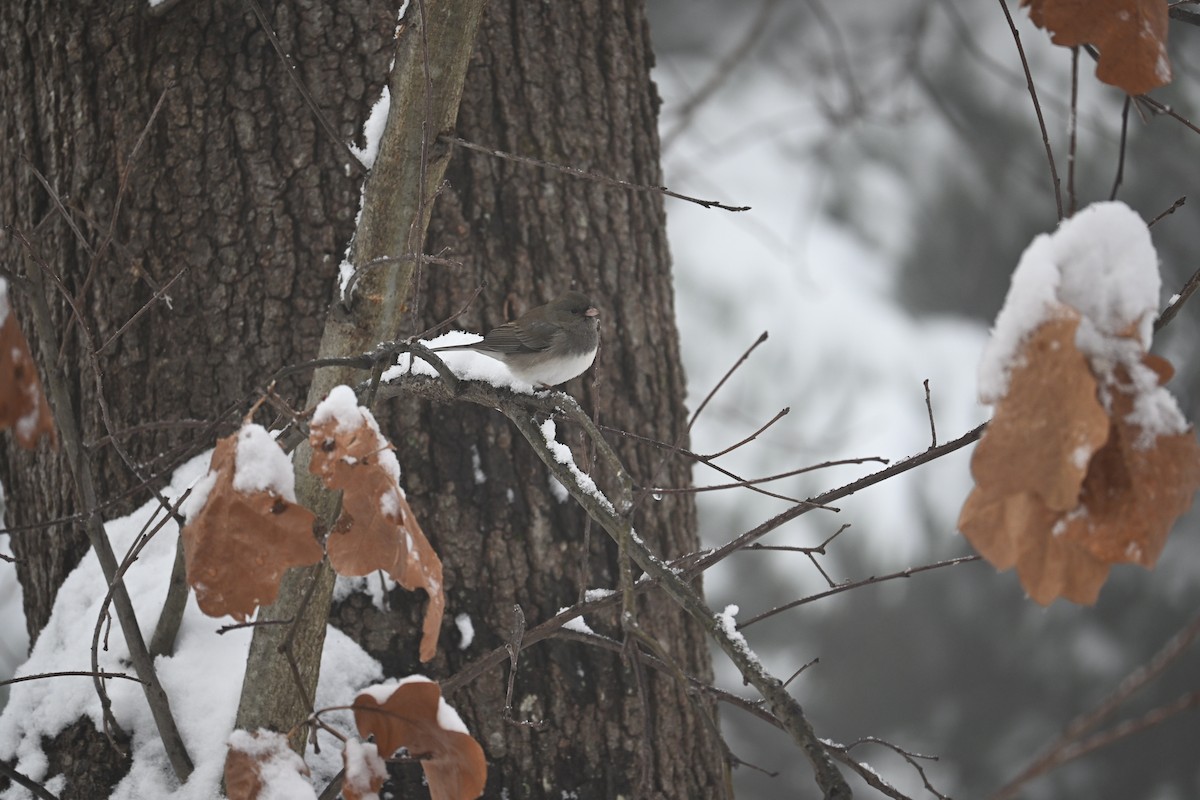 Dark-eyed Junco - ML646499545