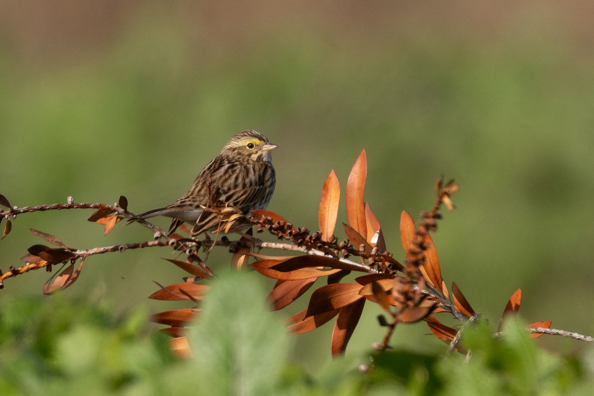 Savannah Sparrow - ML646499546