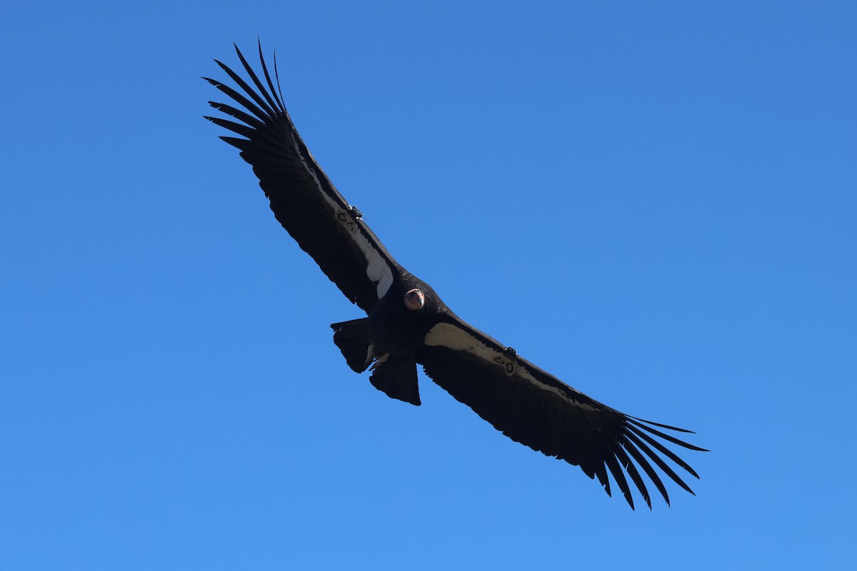 California Condor - ML646499548