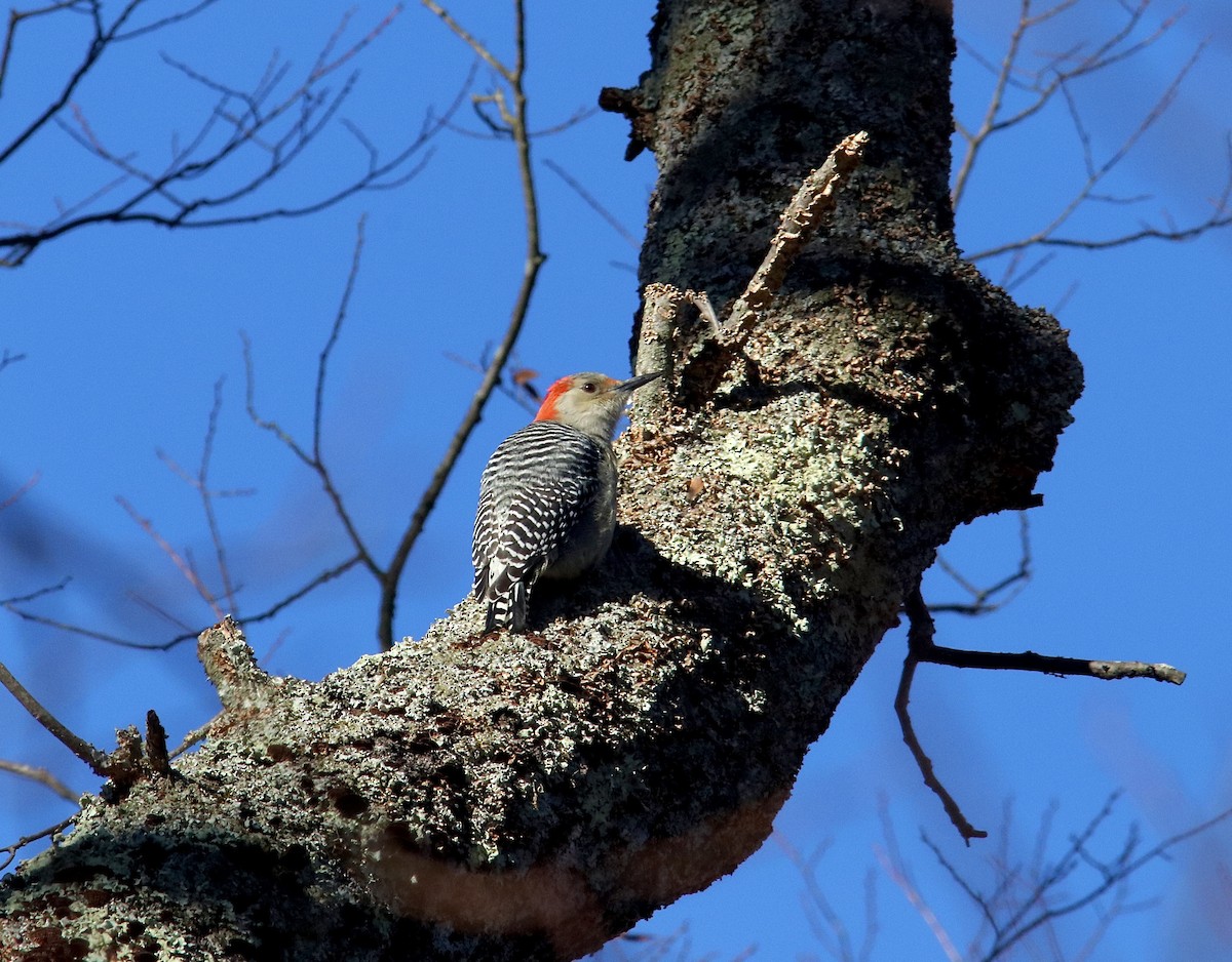 datel karolínský - ML646499549