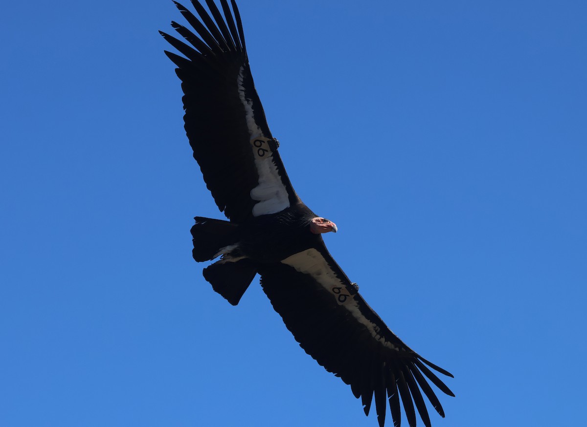 California Condor - ML646499550