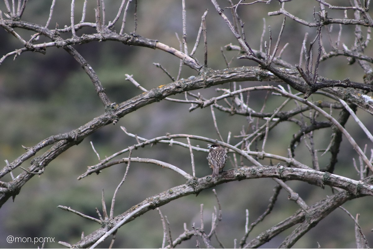White-cheeked Cotinga - ML646499551