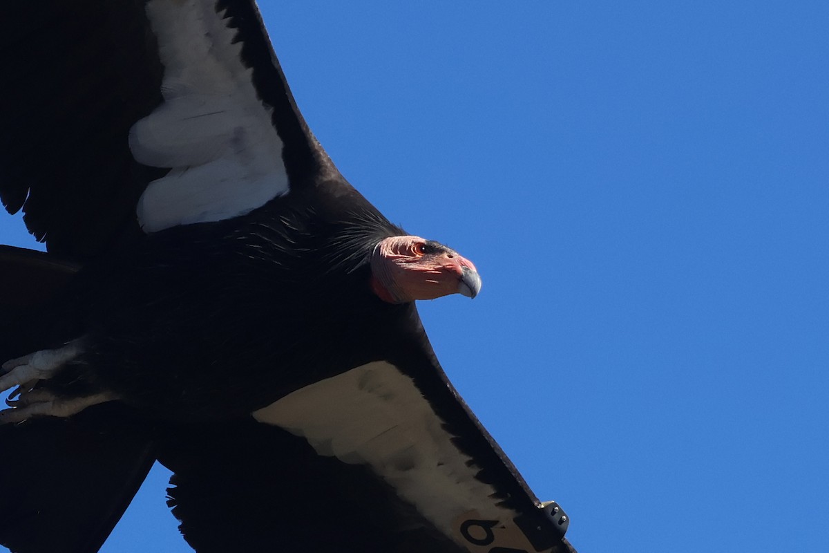 California Condor - ML646499552