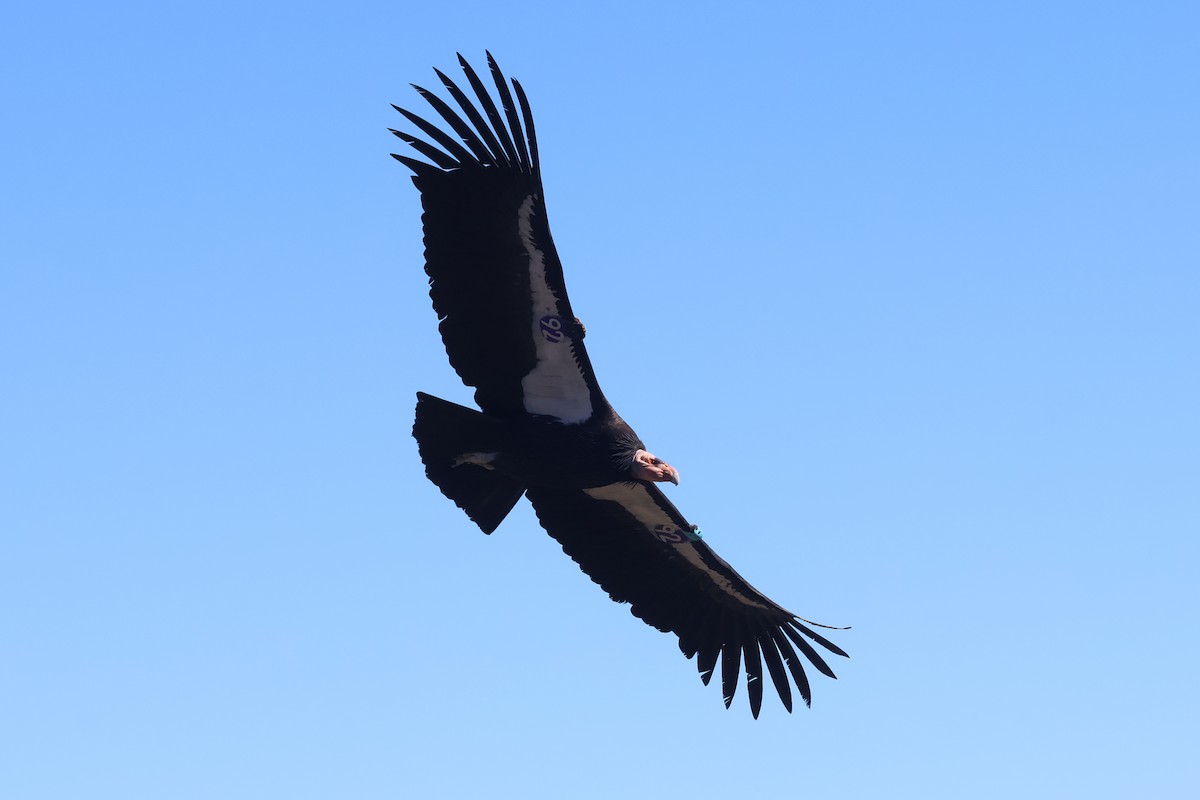 California Condor - ML646499554