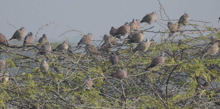 Kızıl Kumru - ML646499555