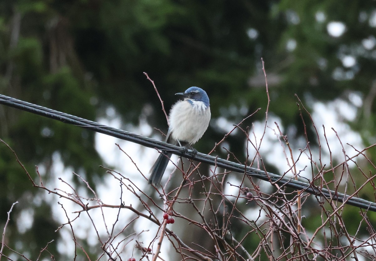 カリフォルニアカケス - ML646499556