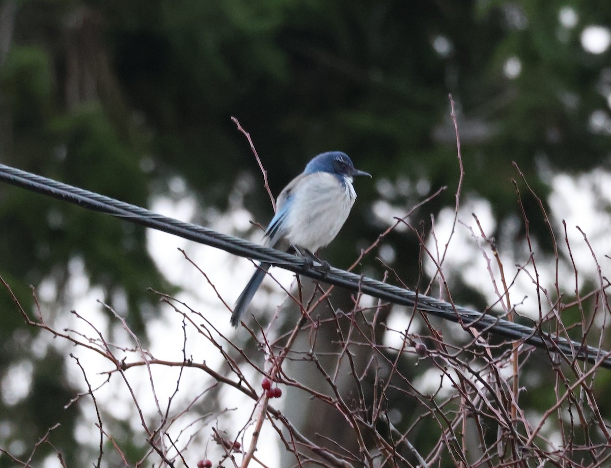 カリフォルニアカケス - ML646499557