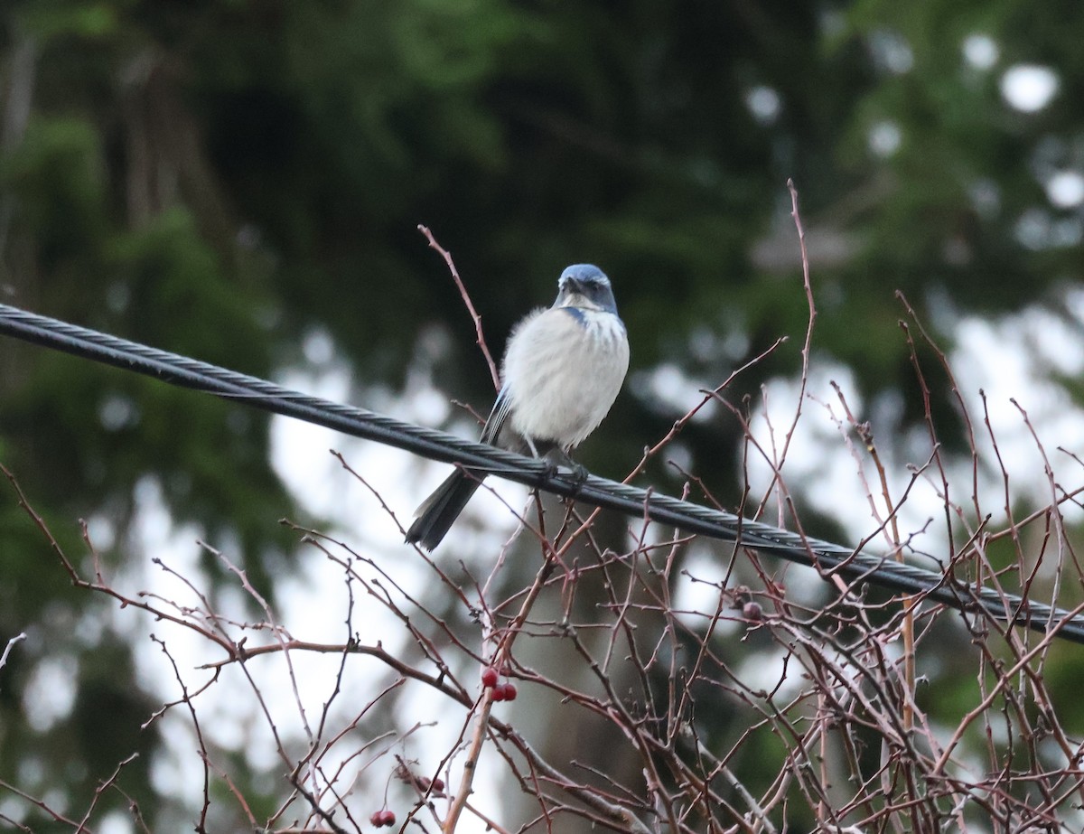 カリフォルニアカケス - ML646499558