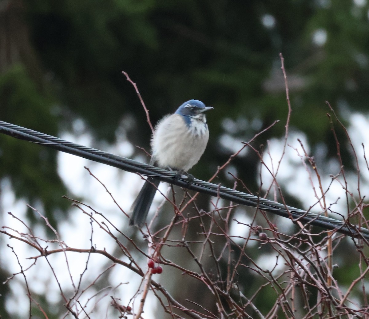 カリフォルニアカケス - ML646499559