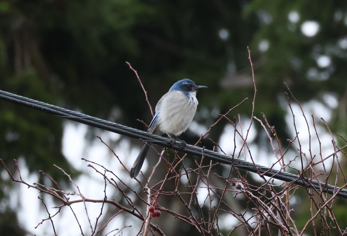 カリフォルニアカケス - ML646499560