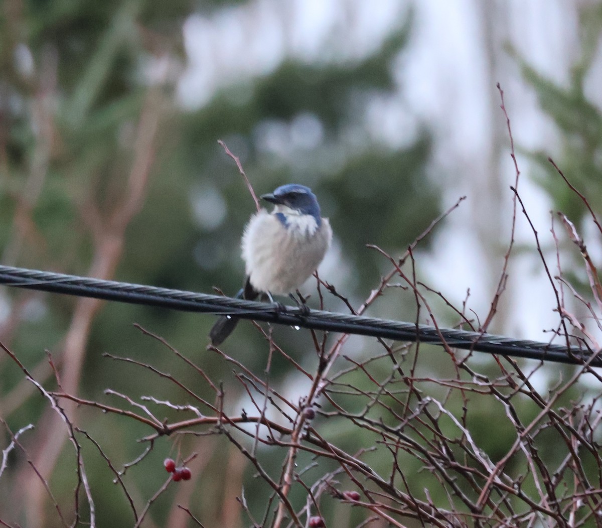 カリフォルニアカケス - ML646499561