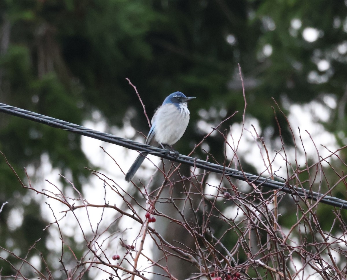 カリフォルニアカケス - ML646499562