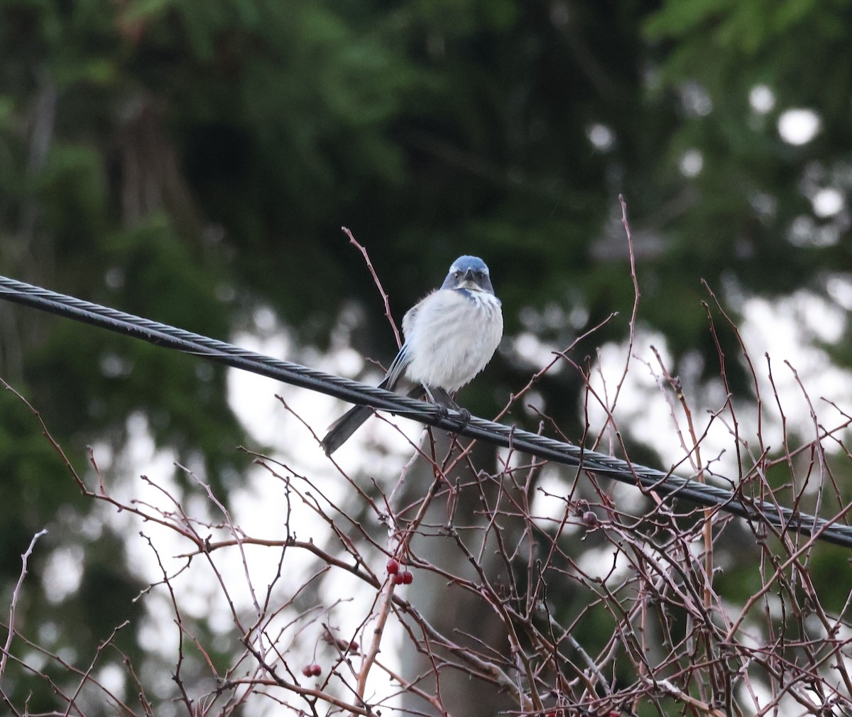 カリフォルニアカケス - ML646499563