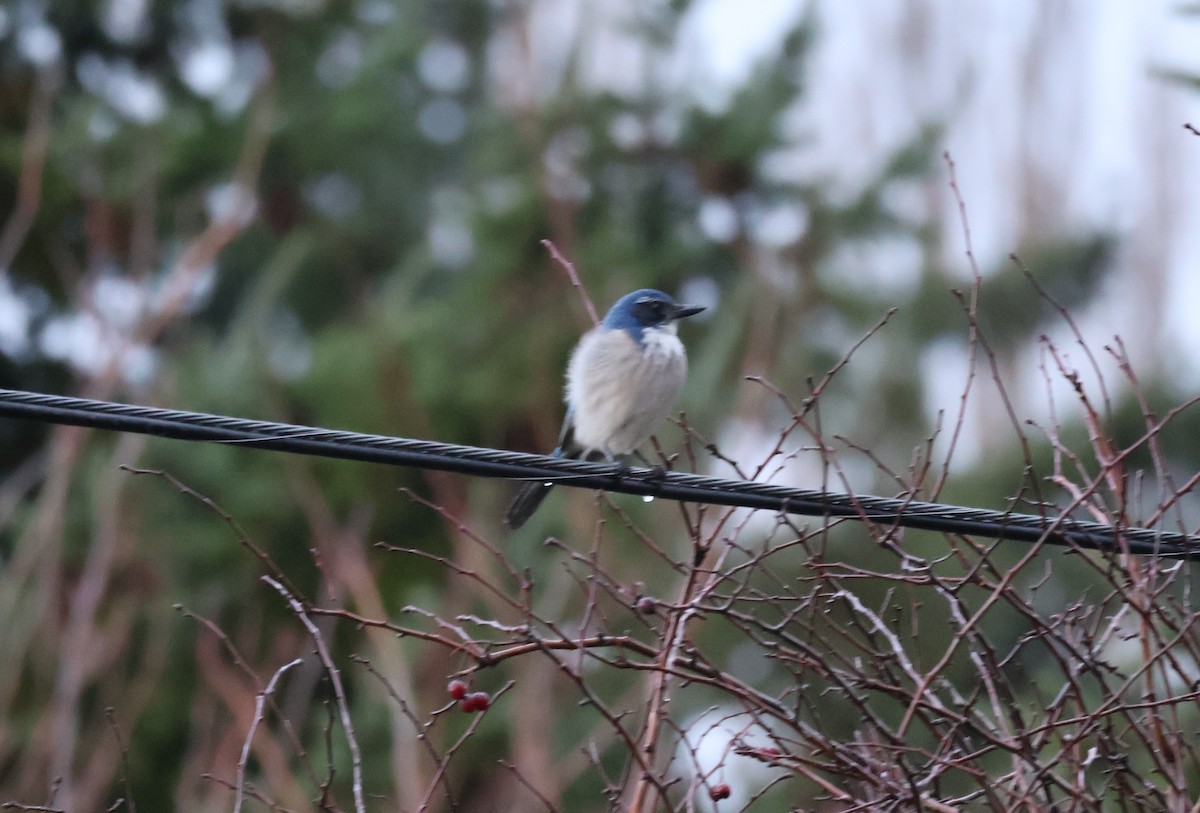 カリフォルニアカケス - ML646499564