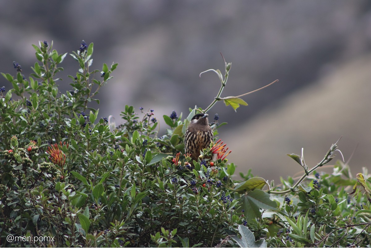 White-cheeked Cotinga - ML646499565