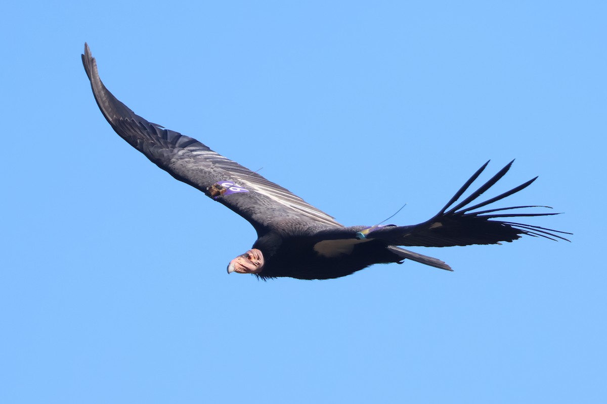 California Condor - ML646499566