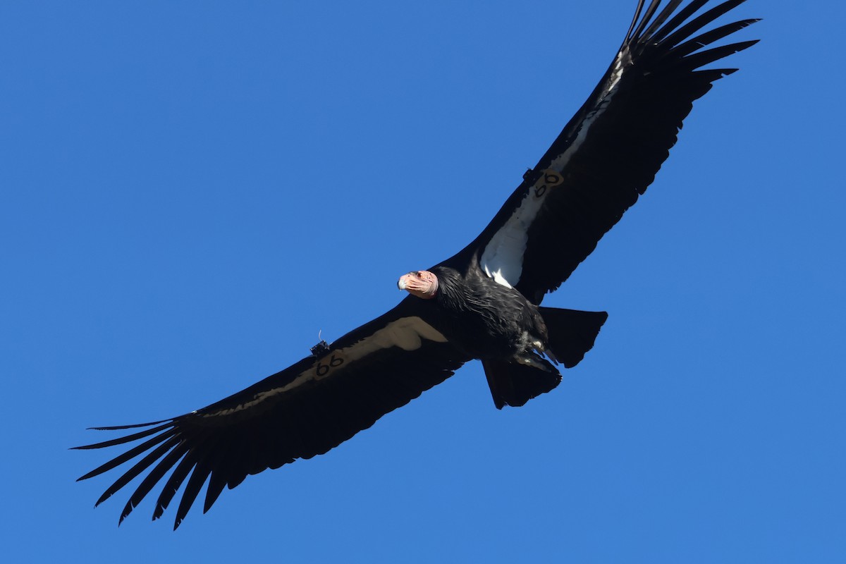 California Condor - ML646499567