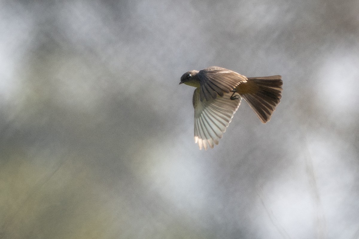 Say's Phoebe - ML646499568