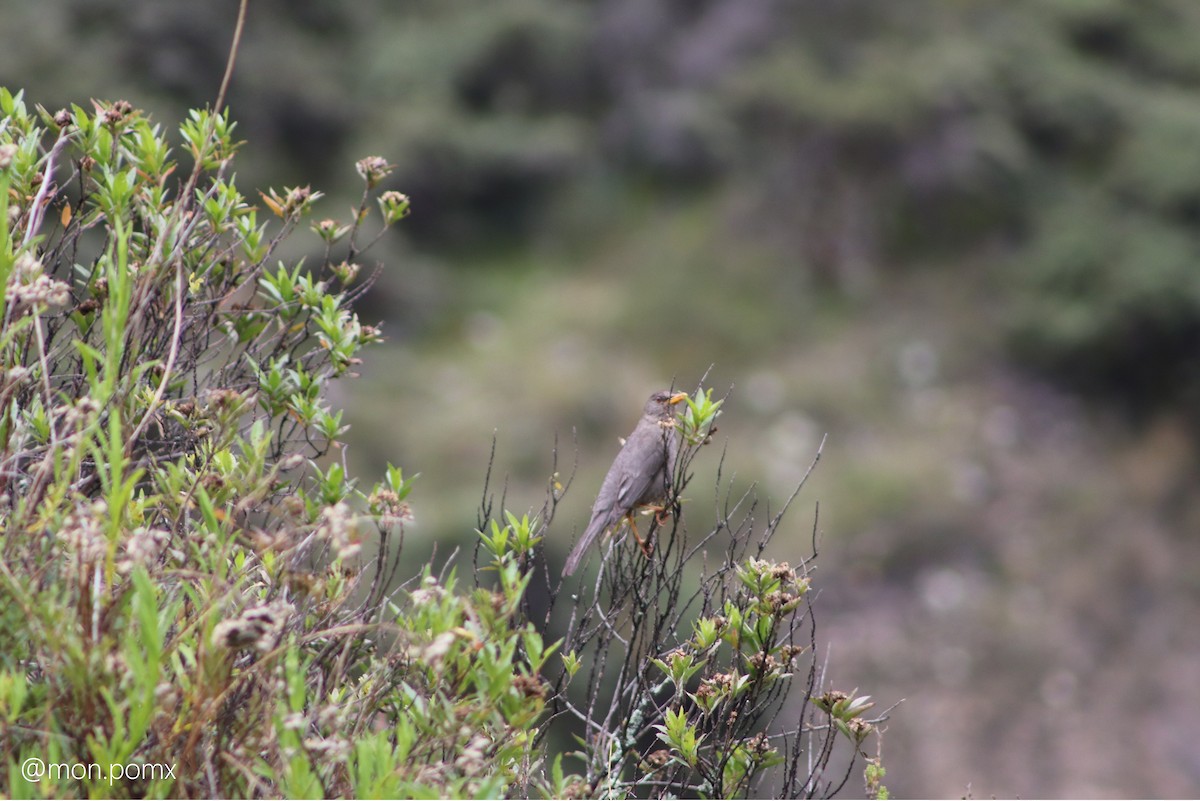 Great Thrush - ML646499578