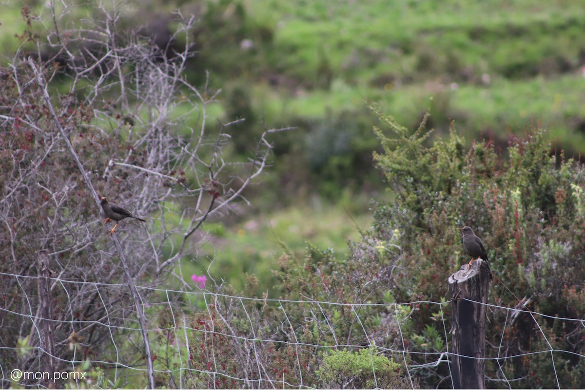 Great Thrush - ML646499579