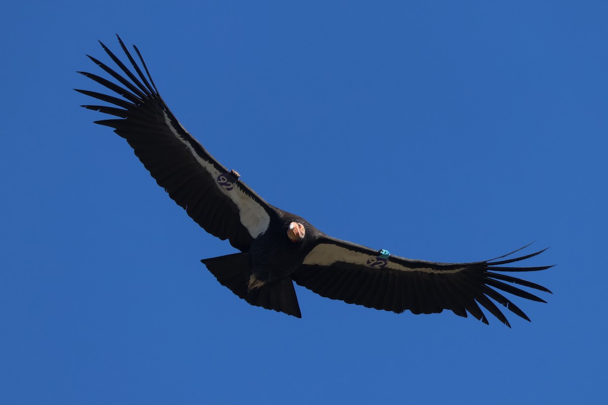 California Condor - ML646499580