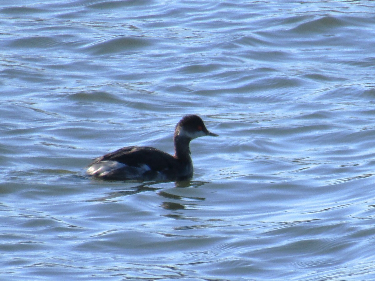 Grèbe à cou noir - ML646499581