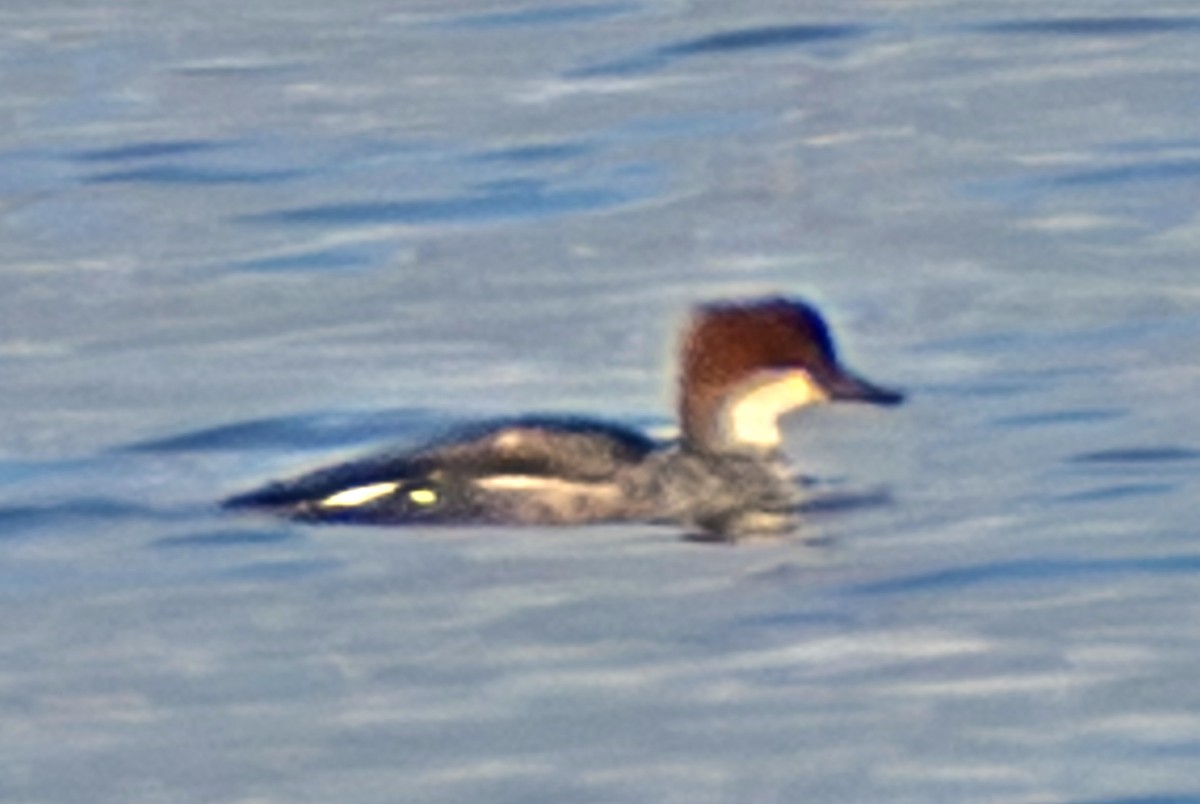 Harle piette - ML646499583