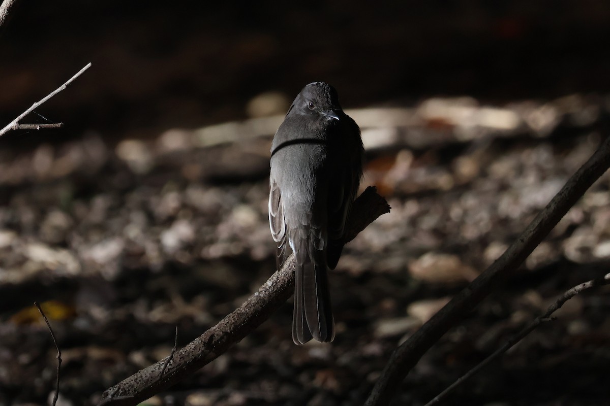 Black Phoebe - ML646499585