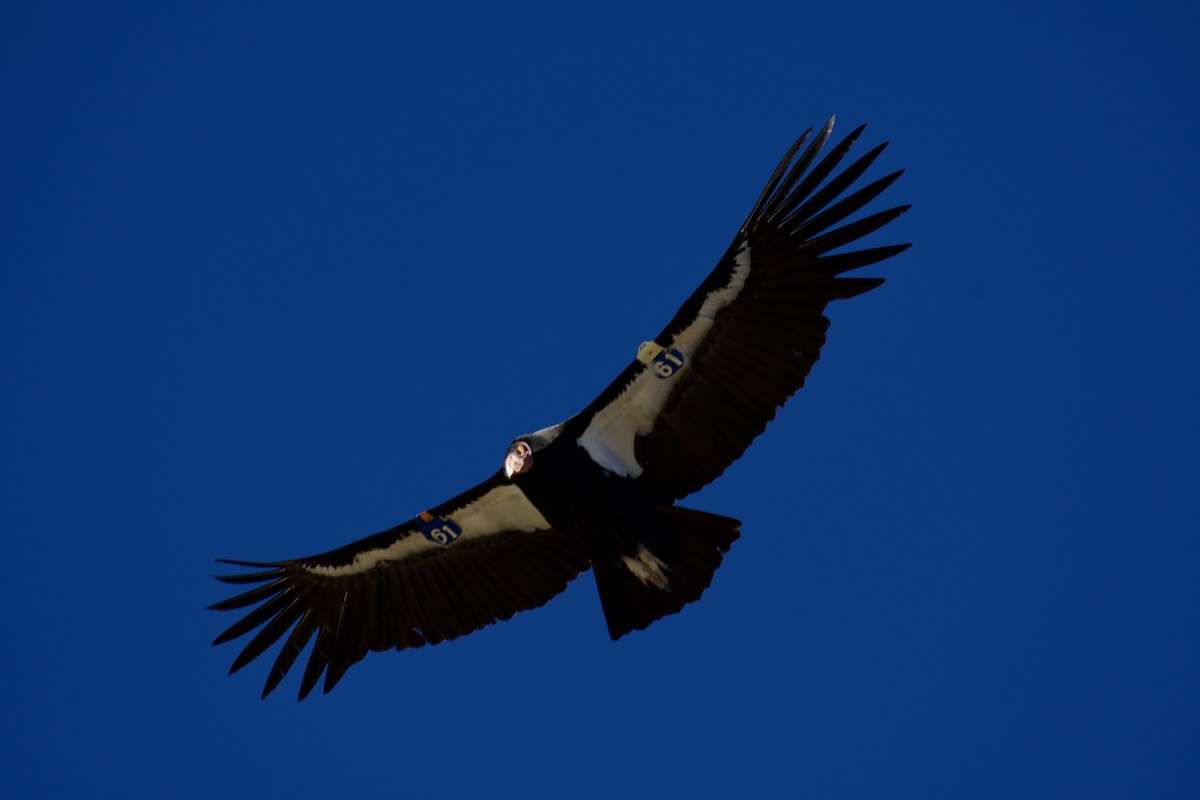 kondor kalifornský - ML646499586