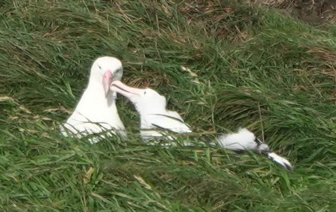 Schwarzflügelalbatros - ML646499587