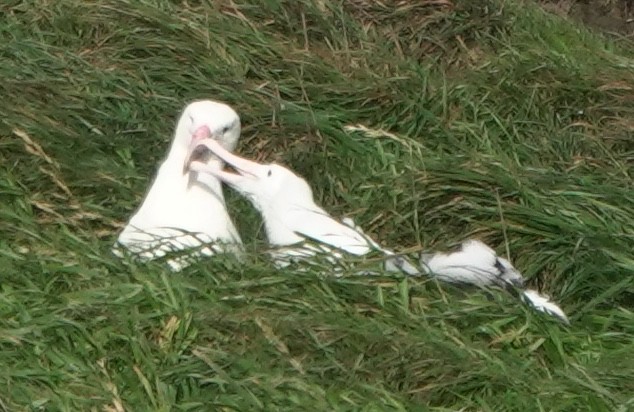 Schwarzflügelalbatros - ML646499589