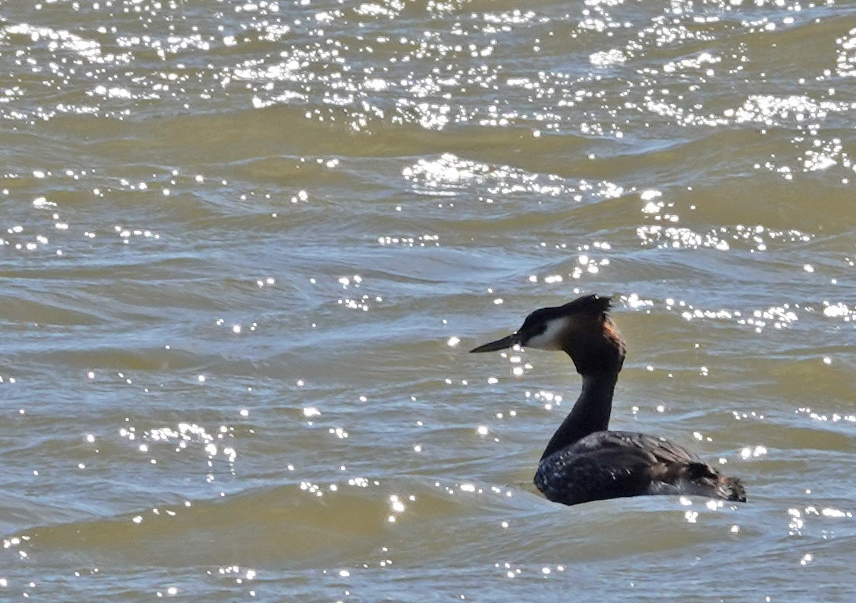 カンムリカイツブリ - ML646499590